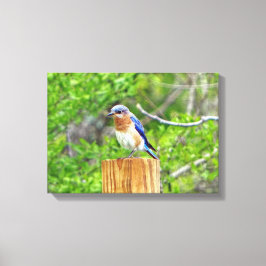 Impressão Em Tela Bluebird em Posto de cerca