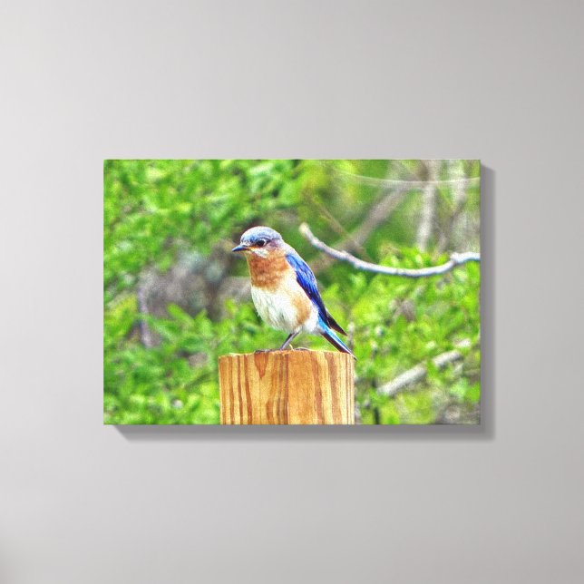 Impressão Em Tela Bluebird em Posto de cerca (Frente)