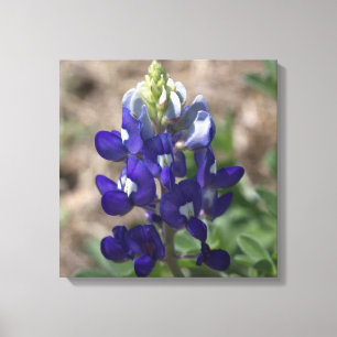 Impressão Em Tela Bluebonnet de Texas: Opinião do macro do close up