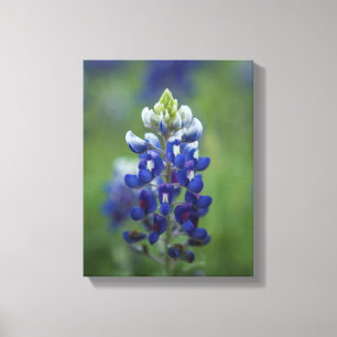 Impressão Em Tela Bluebonnets de Texas