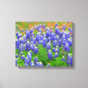 Impressão Em Tela Bluebonnets do primavera