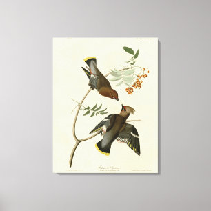 Impressão Em Tela Bohemian Chatterer (Waxwing) Audubon Birds América