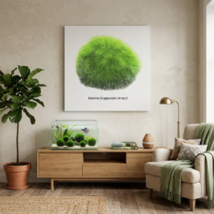 Impressão Em Tela Bola de Musgo Marimo Desenhada à Mão 
