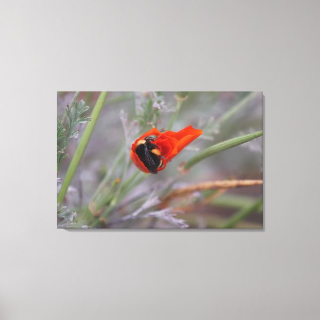 Impressão Em Tela Bombardeio adormecido numa papoila da Califórnia (Frente)