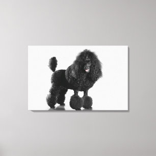 Impressão Em Tela Bonito, aparado, preto, corpo completo da caniche