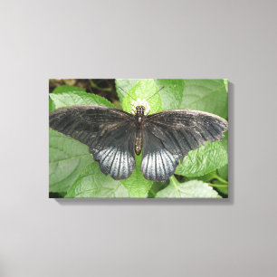 Impressão Em Tela Bonito borboleta tropical e tela de flores