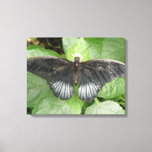 Impressão Em Tela Bonito borboleta tropical e tela de flores