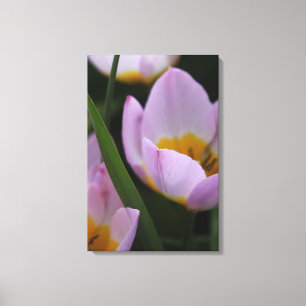Impressão Em Tela Bonito e elegantes flores de tulipas roxas.