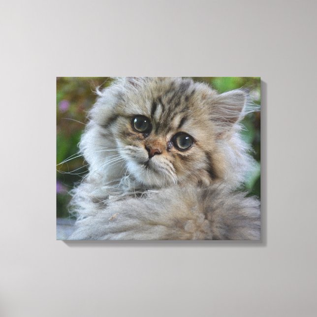 Impressão Em Tela Bonito Gatinho Persa (Frente)