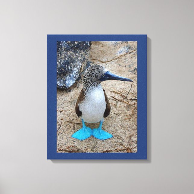 Impressão Em Tela Booby De Pé Azul (Frente)