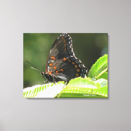 Impressão Em Tela borboleta