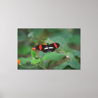 Impressão Em Tela Borboleta-Correio
