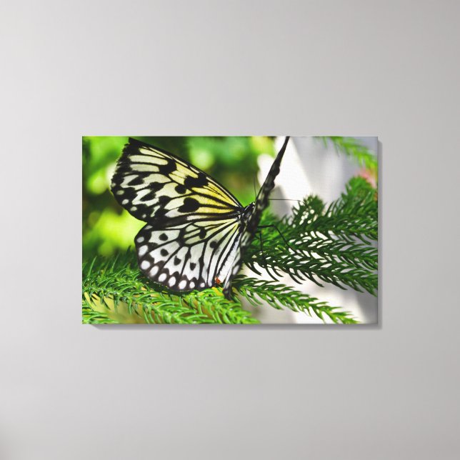 Impressão Em Tela Borboleta de pipa de papel (Frente)