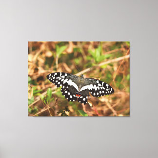 Impressão Em Tela Borboleta Lime na Natureza Asas Danificadas, Inque