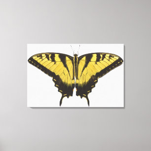 Impressão Em Tela Borboleta ocidental de Swallowtail do tigre