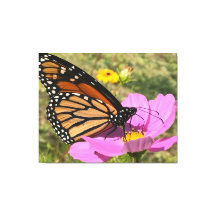 Borboleta Selden 2025