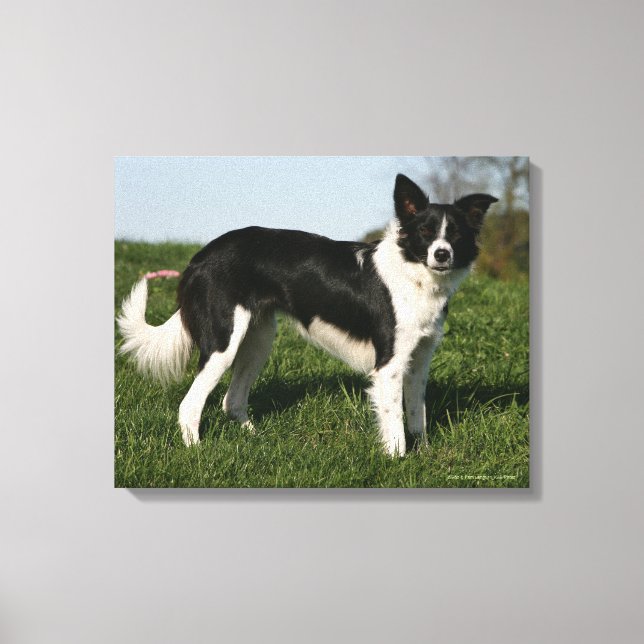 Impressão Em Tela Borda Collie em Pé (Frente)
