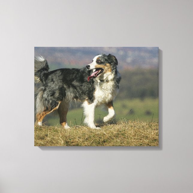 Impressão Em Tela Borda Collie Panting 2 (Frente)