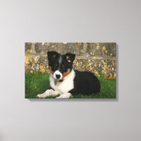 Borda Collie Puppy com Folha na Boca