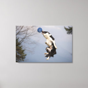 Impressão Em Tela Border Collie antes de pegar a bola no alto