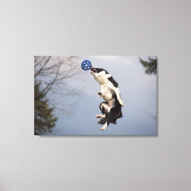 Impressão Em Tela Border Collie antes de pegar a bola no alto (Frente)