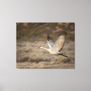 Impressão Em Tela Bosque del Apache NWR