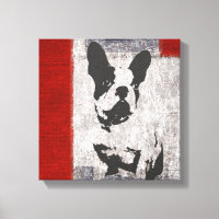 Boston Terrier em preto e branco com limite vermel