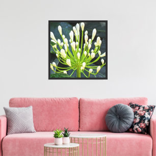 Impressão Em Tela Botões de Agapanto Branco Floral