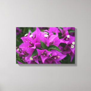 Impressão Em Tela Bougainvillea roxo