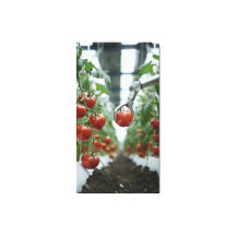 Braços robóticos colhem precisamente tomates madur