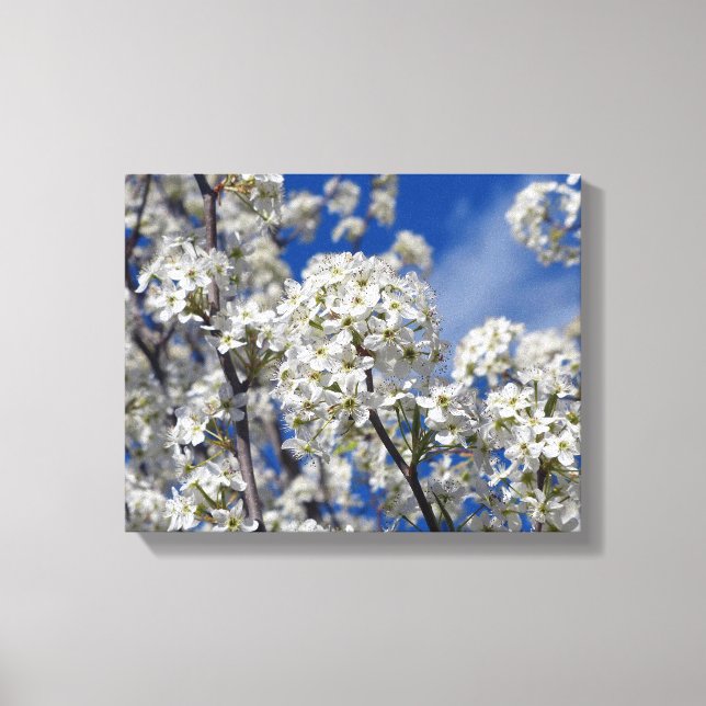 Impressão Em Tela Bradford Pear Blooms (Frente)