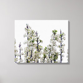 Impressão Em Tela Bradford Pear Blossoms
