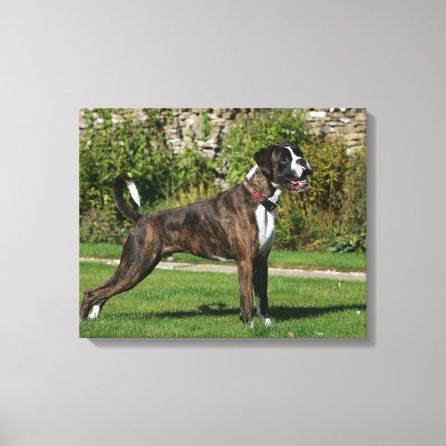 Impressão Em Tela Brindle Boxer Dog Show Stance (Frente)