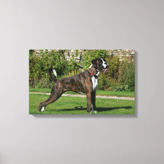 Impressão Em Tela Brindle Boxer Dog Show Stance