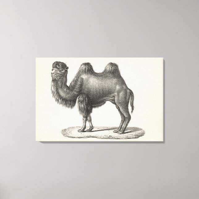 Impressão Em Tela Brodtmann Camel Sketch (Frente)