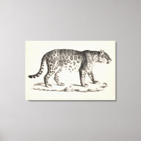 Brodtmann Leopard Sketch