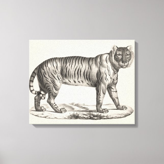 Impressão Em Tela Brodtmann Tiger Sketch (Frente)