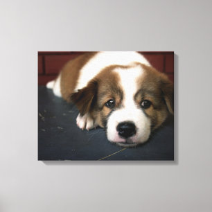 Impressão Em Tela Brown bonito e filhote de cachorro branco