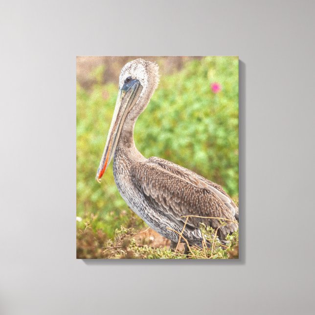 Impressão Em Tela Brown Pelican (Frente)
