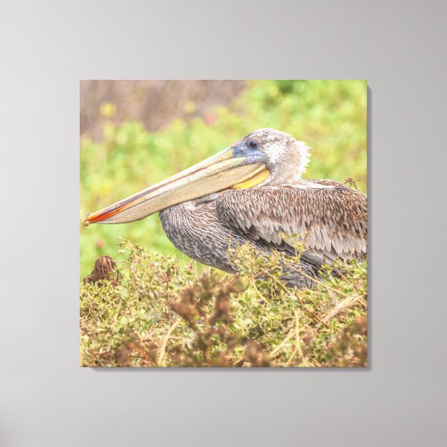 Impressão Em Tela Brown Pelican (Frente)