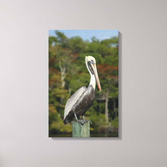 Impressão Em Tela Brown Pelican (Frente)