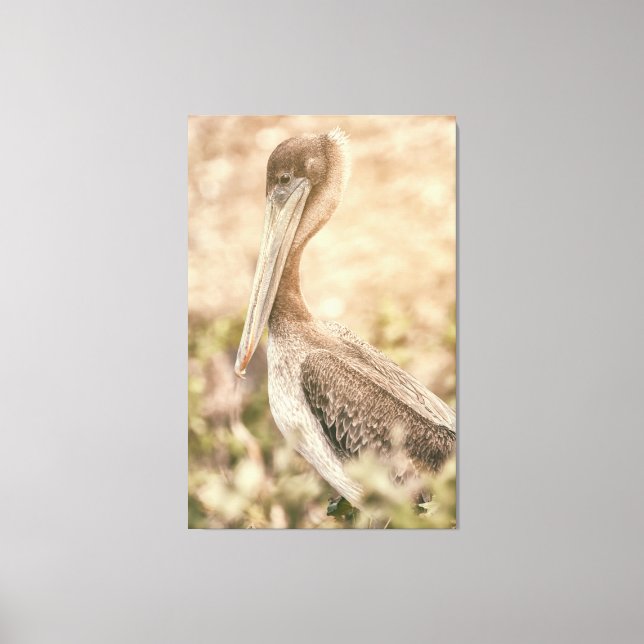 Impressão Em Tela Brown Pelican (Frente)