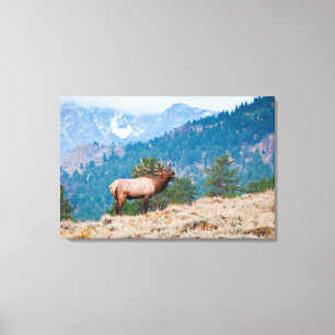 Impressão Em Tela Bugido de Touro de Alce (Cervus Elephus)