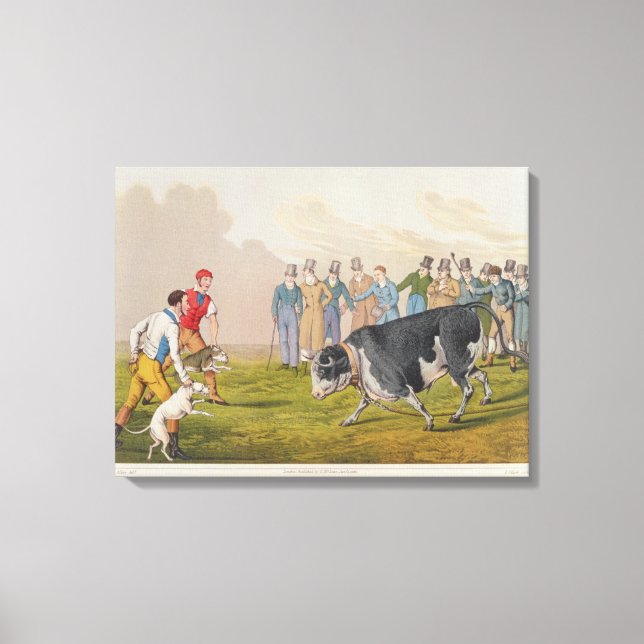 Impressão Em Tela "Bull Baiting", pub. de Thomas McLean, 1820, (impr (Frente)