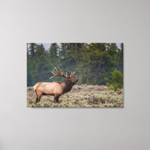 Impressão Em Tela Bull Elk Bugling in the Tetons