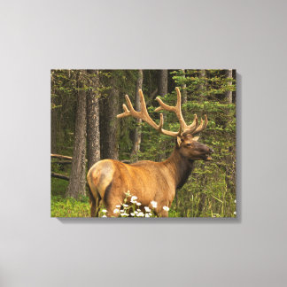 Impressão Em Tela Bull Elk em Velvet, Canadá