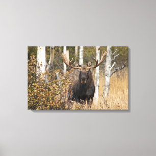 Impressão Em Tela Bull Moose Impressionante