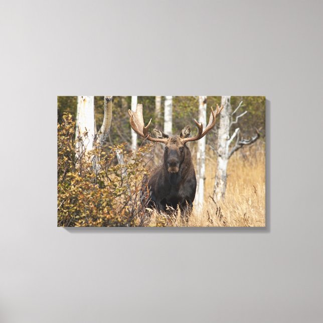 Impressão Em Tela Bull Moose Impressionante (Frente)