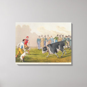 Impressão Em Tela "Bull que atrai", pub.by Thomas McLean, 1820,