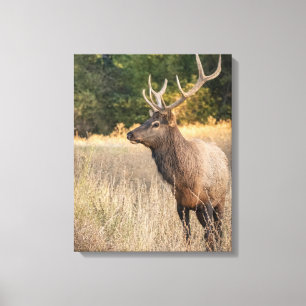 Impressão Em Tela Bull Roosevelt Elk in grass Washington State